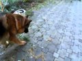Нохой шувуу хоёр