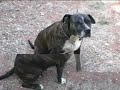 Pitbull