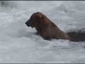 XXXpedition - watching the Alaskan Coastal Brown Bear XXXpedition - watching the Alaskan Coastal Brown Bear