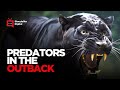 Part 2 Alien Big Cats - Animal X Natural Mystery Unit