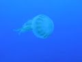 Jellyfish off Negril Jamaica