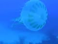 Jellyfish off Negril Jamaica