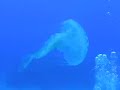 Jellyfish off Negril Jamaica