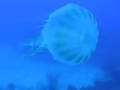 Jellyfish off Negril Jamaica