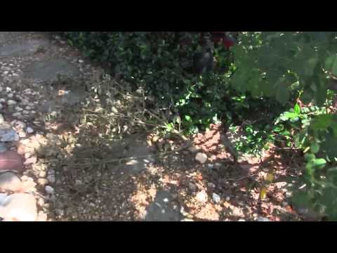 Florida Power And Light Company - FPL tree trimmers trash my Japanese garden
