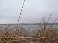 goose hunting #2