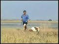 Boerboel dogs on a farm 1/4 Boerboel dogs on a farm 1/4