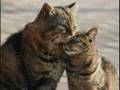 videos de 36 Crazyfists, Bloodwork (random cat video)