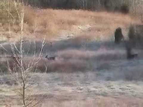 Public land buck miss