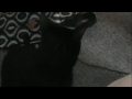 videos de Downey Fetching