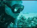 Cleaner shrimp feeding on me