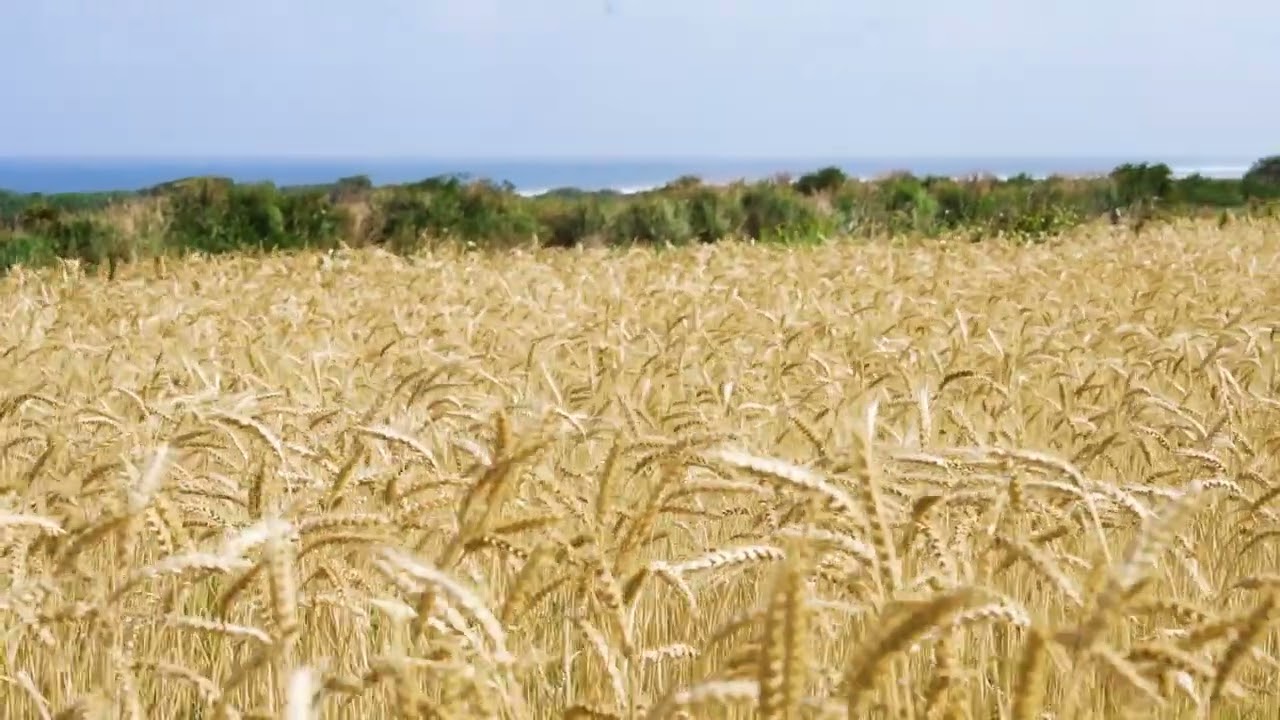 うるま市ガイドマップ「うるまいろ」 伊計島小麦畑（2）の画像
