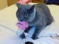 Wafer Blue British Shorthair Boy with Toy in Mouth