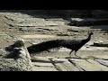 Minoan Ruins Peacock