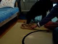 Bajk et Dog Fighter de Nina Ottosson