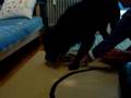 Bajk et Dog Fighter de Nina Ottosson
