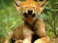 Wolf Pups- Somewhere Over The Rainbow