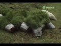 Reforestación