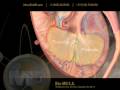 Anatomia Sistema Urinario : Urinary System Anatomy