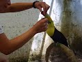 Toucan Training for Good Bird Magazine article Toucan Training for Good Bird Magazine article