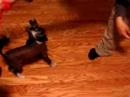 pets / funny
