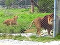 Lion Feeding at the Vancouver Zoo