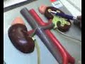 clase de anatomia parato urinario