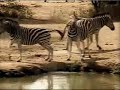 Zebra horseplay