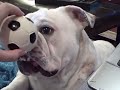Herschel the Bulldog at Play