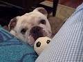Herschel the Bulldog at Play