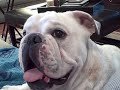 Herschel the Bulldog at Play