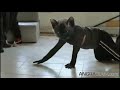 Creepy Corolla Cat Commercial