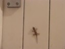 A Tiny Ibiza Gecko A Tiny Ibiza Gecko