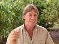 crocodile hunter,steve irwin