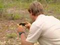 crocodile hunter,steve irwin