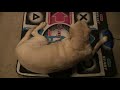 dog time EPISODE 5