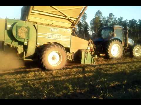 how to harvest lupine seeds