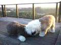 Puppies-at-Play