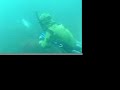 Butterfish spearing 2 Butterfish spearing 2