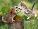 cats cats