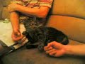 Zorba the Cat