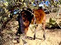 Tango the Azteca scratching an itch