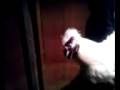 videos de chicken head dance