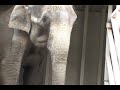 on saturday, november 8, an emaciated asian male elephant named ned was confiscated from florida based circus trainer lance ramos by the usda for failure to comply with the animal welfare act and was placed by usda authority with the elephant sanctuary in tennessee. on sunday, november 9th, at about 12:30 p.m., ned arrived at the elephant sanctuary. ned will reside only temporarily in his private facility at the sanctuary until a permanent facility is ready for him.

you can follow ned's progress here: http://www.elephants.com/ned/nedstart.htm 

for more information about the elephant sanctuary: http://www.elephants.com/
