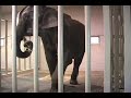 on saturday, november 8, an emaciated asian male elephant named ned was confiscated from florida based circus trainer lance ramos by the usda for failure to comply with the animal welfare act and was placed by usda authority with the elephant sanctuary in tennessee. on sunday, november 9th, at about 12:30 p.m., ned arrived at the elephant sanctuary. ned will reside only temporarily in his private facility at the sanctuary until a permanent facility is ready for him.

you can follow ned's progress here: http://www.elephants.com/ned/nedstart.htm 

for more information about the elephant sanctuary: http://www.elephants.com/