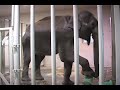 on saturday, november 8, an emaciated asian male elephant named ned was confiscated from florida based circus trainer lance ramos by the usda for failure to comply with the animal welfare act and was placed by usda authority with the elephant sanctuary in tennessee. on sunday, november 9th, at about 12:30 p.m., ned arrived at the elephant sanctuary. ned will reside only temporarily in his private facility at the sanctuary until a permanent facility is ready for him.

you can follow ned's progress here: http://www.elephants.com/ned/nedstart.htm 

for more information about the elephant sanctuary: http://www.elephants.com/