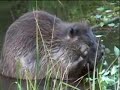 Wild Beaver at Maroon Bells, Colorado 2004
