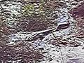 videos de Gators in the Swamp