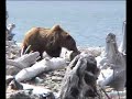 The Beaver and the Bear