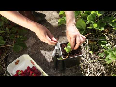 how to cut and replant strawberry runners